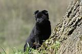 SCHIPPERKE 748